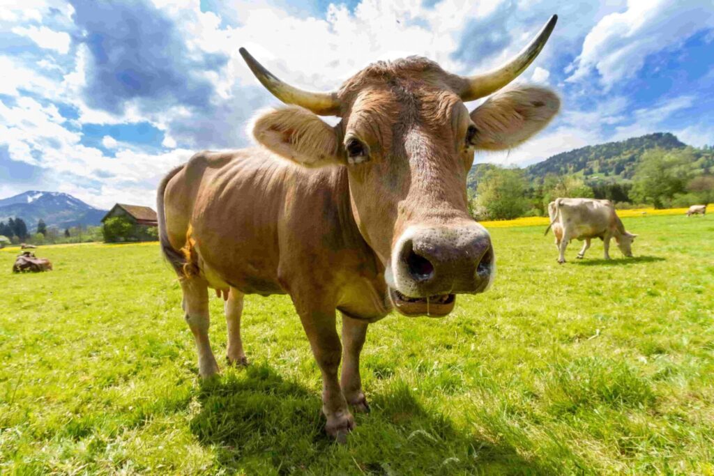 203017:
Esta toma de primer plano con ángulo contrapicado captura a una vaca de color marrón claro, beige o caramelo, con el hocico de un tono más claro, erguida sobre un extenso prado de verde brillante y saturado. La vaca es la figura central y dominante, exhibiendo una forma robusta y rectangular con dos cuernos prominentes, largos y curvados que se extienden desde su cabeza. La superficie del prado se extiende horizontalmente en el primer plano, y contiene algunas pequeñas flores amarillas dispersas. En el plano medio derecho, otra vaca de color beige muy claro se encuentra pastando. El fondo está delimitado por un paisaje montañoso de formas redondeadas y orgánicas, con laderas de verde intenso y cimas nevadas o rocosas de gris claro. El cielo superior es de un azul brillante adornado con grandes nubes blancas bien definidas. montañoso forma una barrera de formas redondeadas y orgánicas en el fondo. Hay una pequeña casa o granero de madera con techo oscuro en el plano medio izquierdo, añadiendo un elemento arquitectónico aislado.